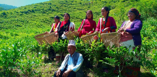 अब बागलुङमै घुम्न पाइन्छ चिया बगान